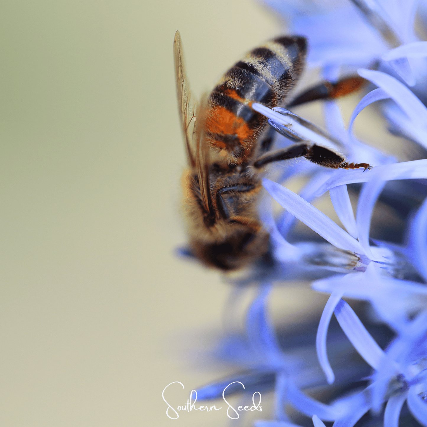 Honey bee on a blue flower with 'Southern Seeds' branding
