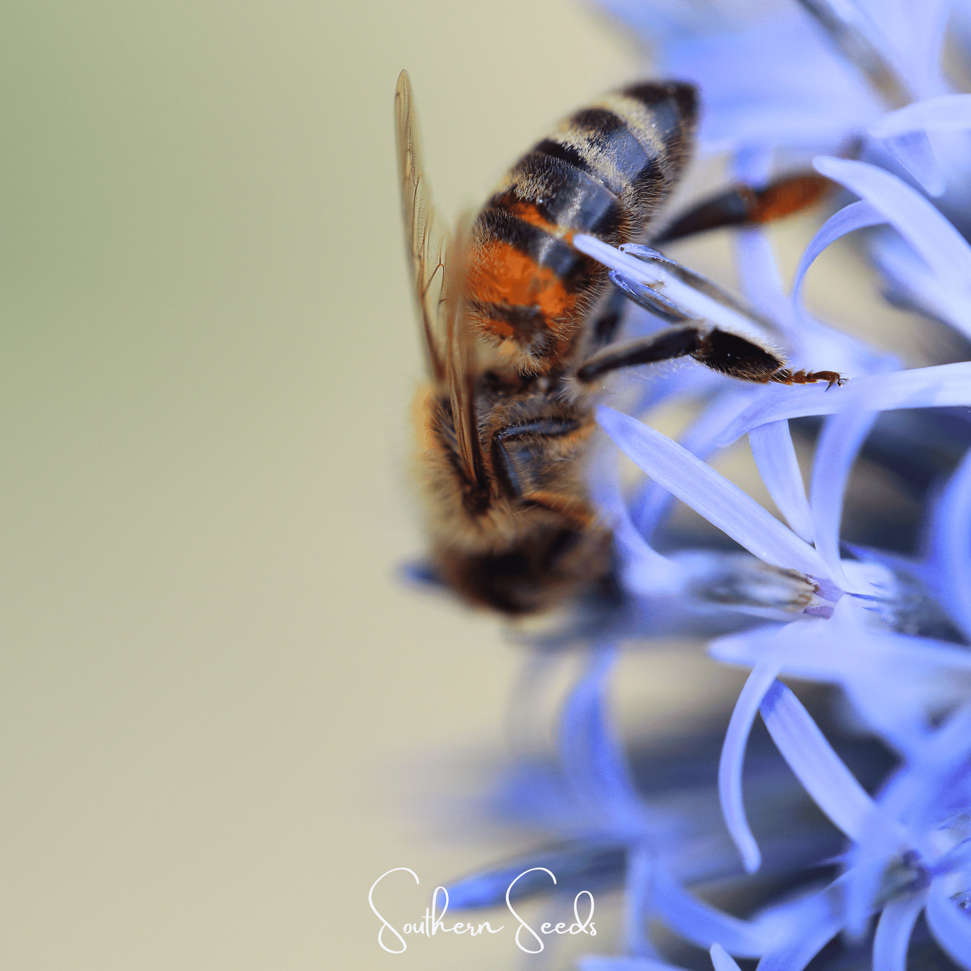 Honey bee on a blue flower with 'Southern Seeds' branding
