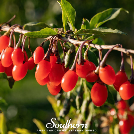 Goji Berry – 50 Seeds