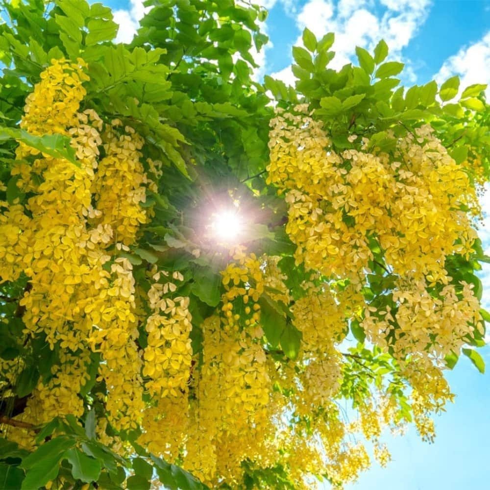 Golden Shower Tree - 10 Seeds - Purging Cassia Fistula Indian Laburnum Pudding-Pipe Tree