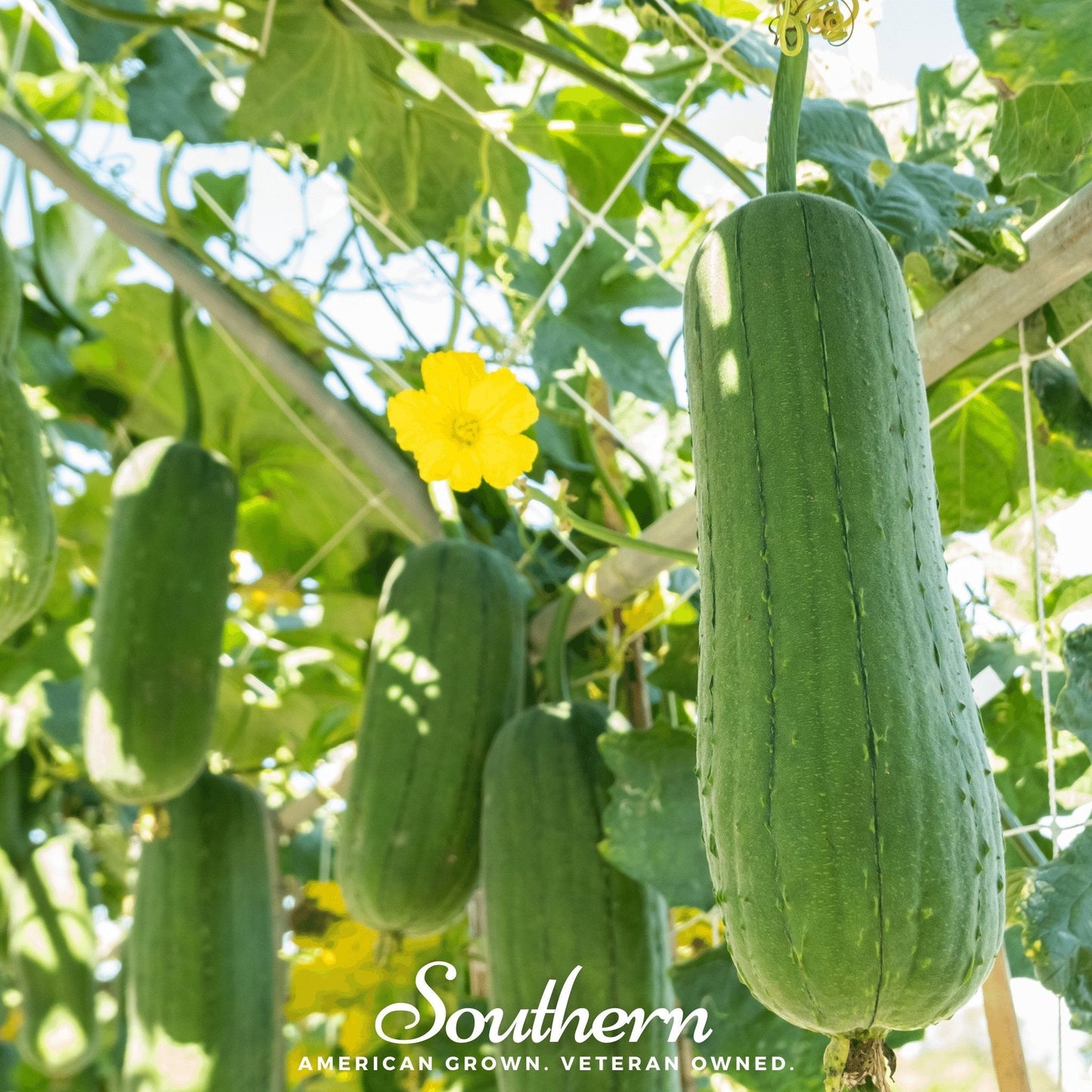 Green luffa gourds with a yellow flower on a vine, with 'Southern' branding.