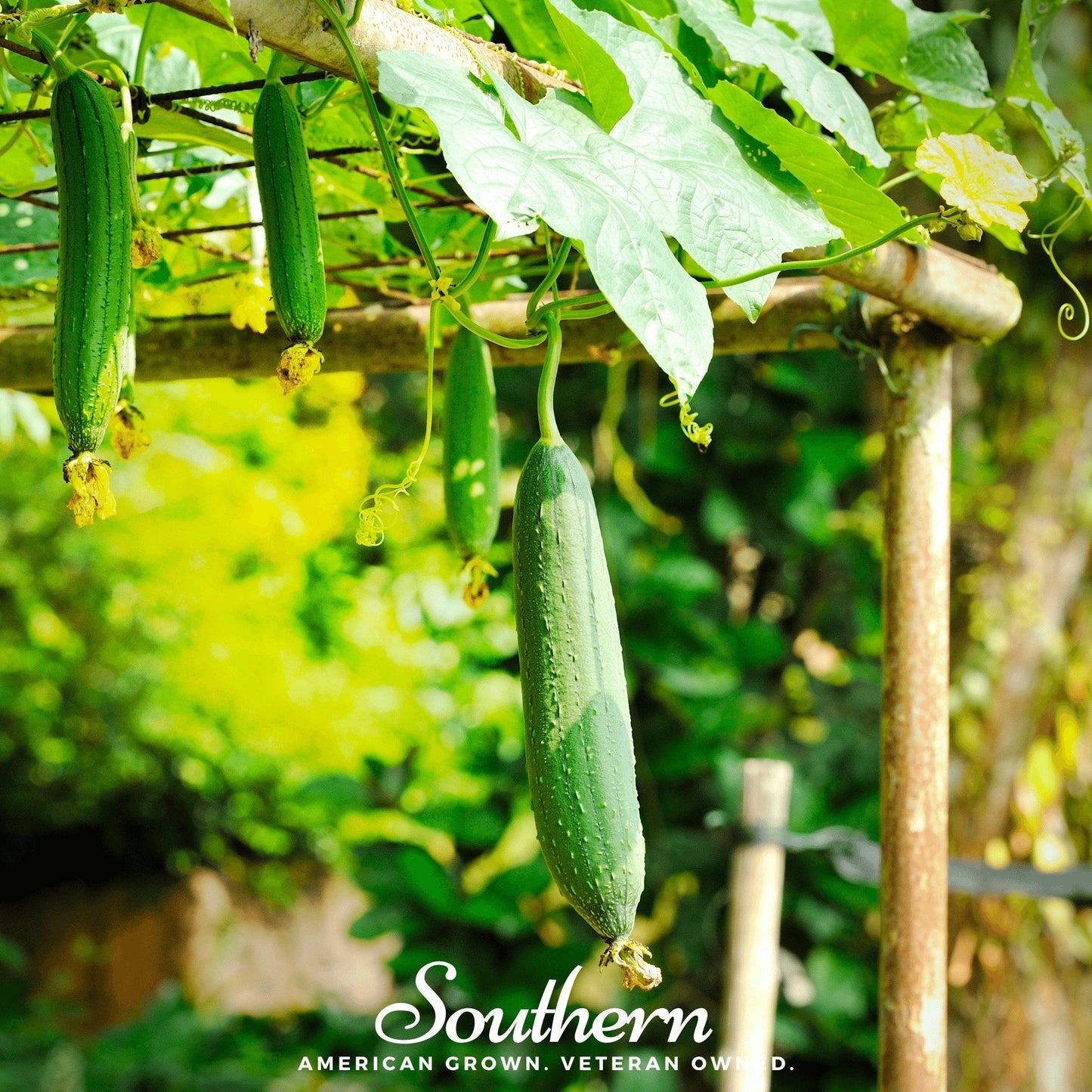 Green Luffa Gourds hanging from a trellis with 'Southern' brand logo.