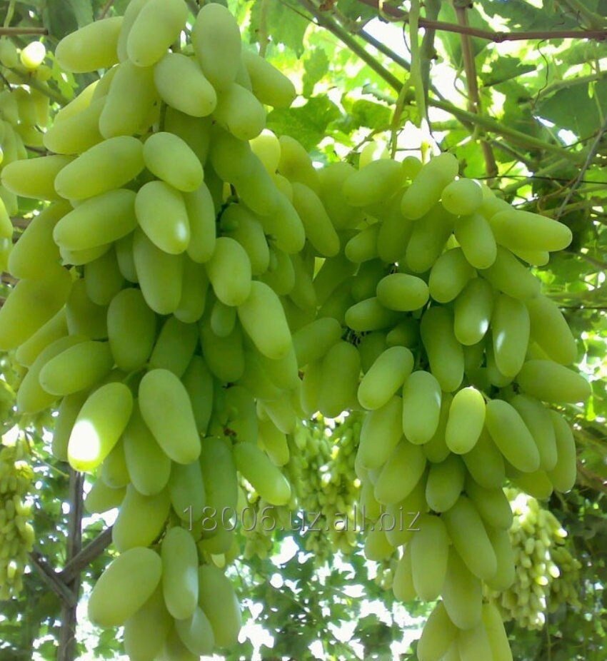 Green Finger Grape Heirloom Seeds - Vitus Vinifera - Non GMO - Tasty Sweet Fruit