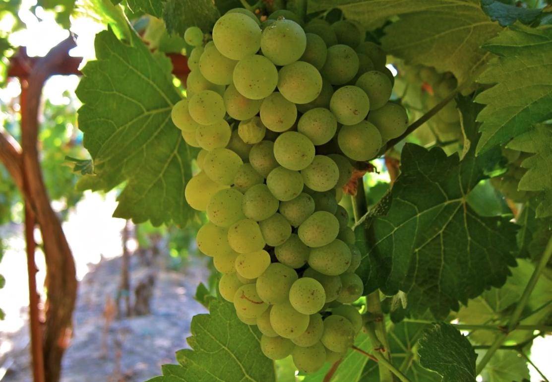 Bunch of green grapes on a vine with blurred background