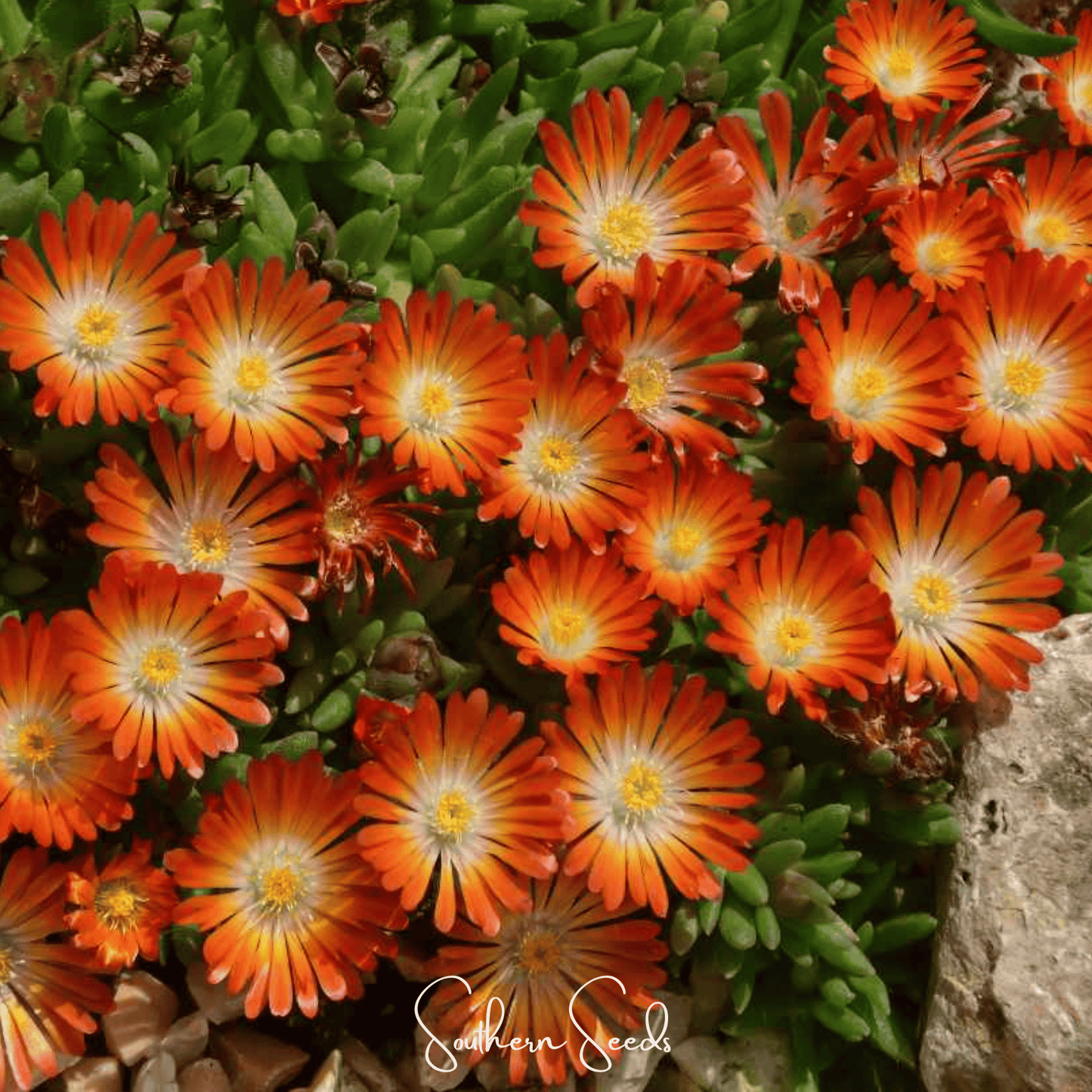 Close-up of bright orange flowers with green leaves and a rock in the background.