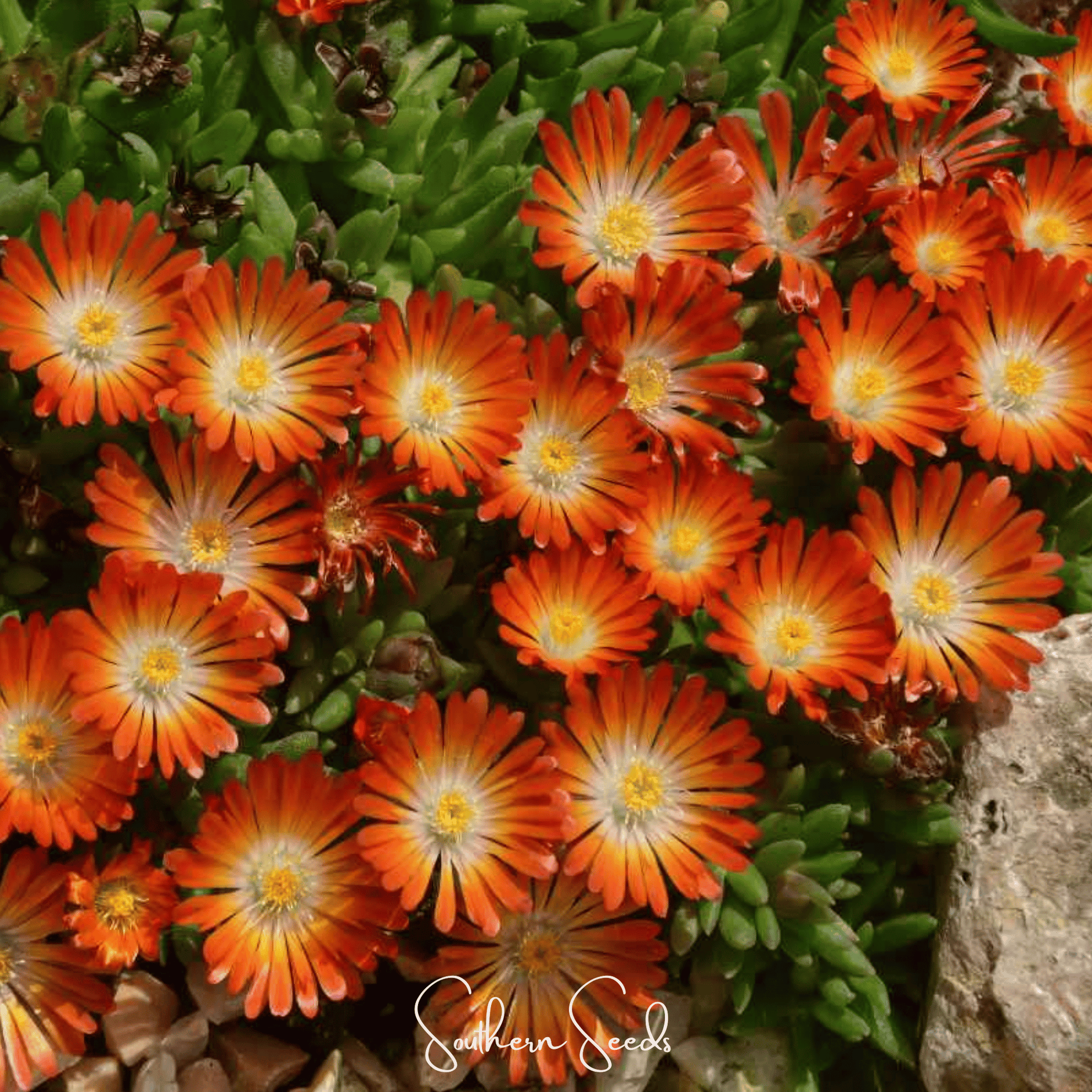 Close-up of bright orange flowers with green leaves and a rock in the background.
