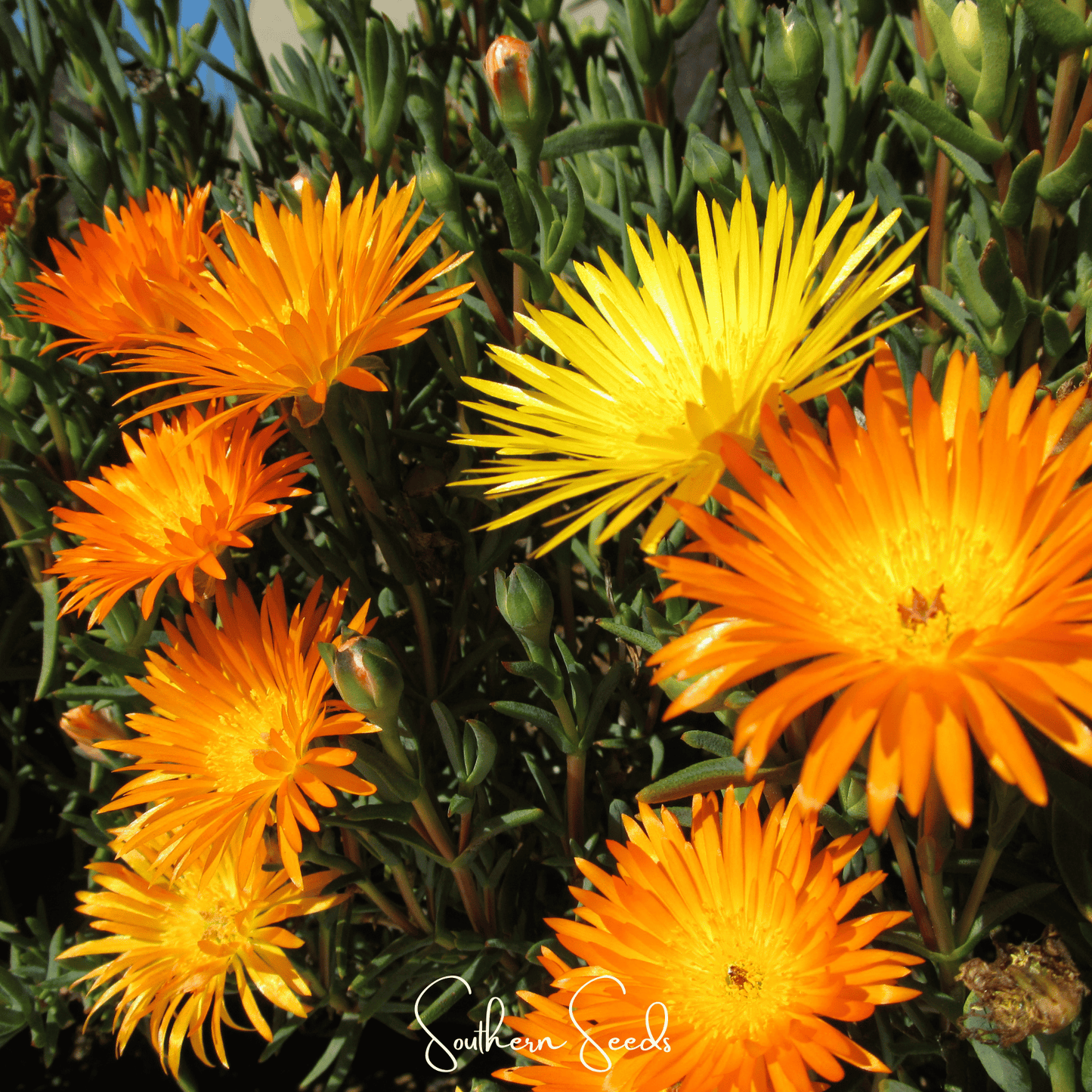 Close-up of bright orange and yellow flowers with green leaves.