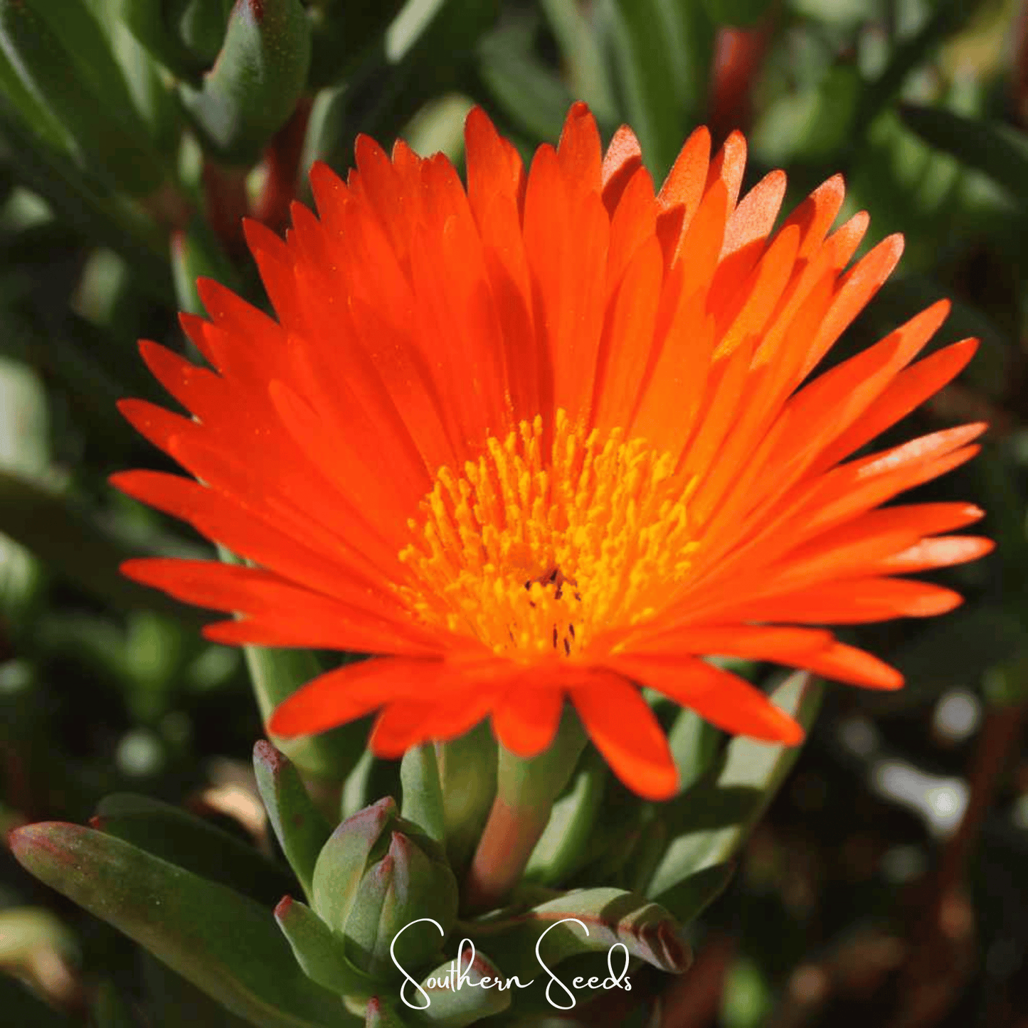 Close-up of an orange flower with green leaves in the background