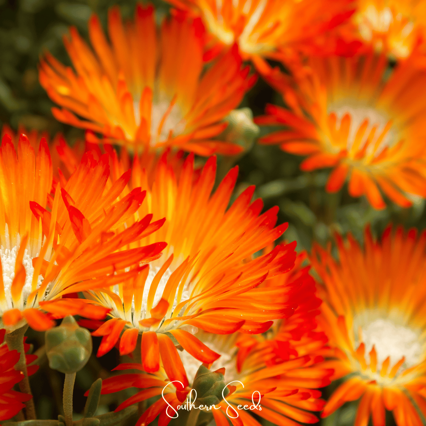 Close-up of bright orange flowers with a blurred background