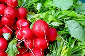 Heirloom Organic Early Scarlet Globe Radish Seeds