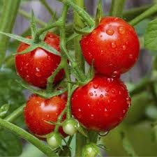 Red cherry tomatoes on a vine with water droplets against a blurred natural background
