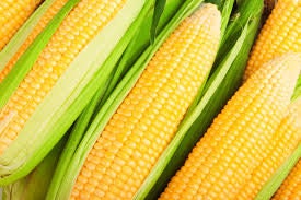 Heirloom Organic Kandy Korn Sweet Corn Seeds