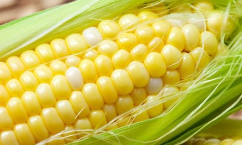 Heirloom Organic Golden Cross Bantam Sweet Corn Seeds