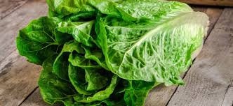 Organic Heirloom Little Caesar Lettuce Seeds