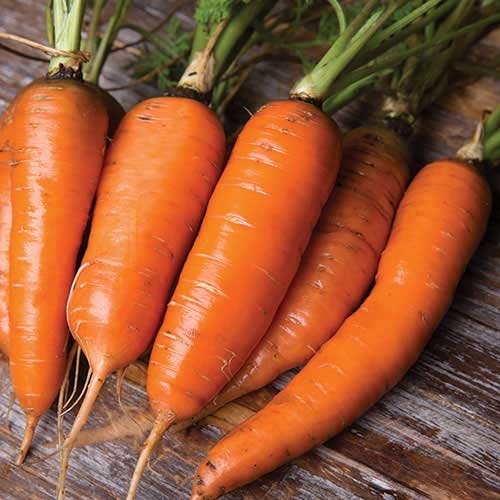 Group of fresh carrots on a wooden surface