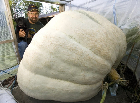 VERY RARE Heirloom Organic Giant Show Winner Pumpkin Seeds