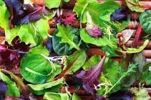 Organic Gourmet Salad Seed Mix