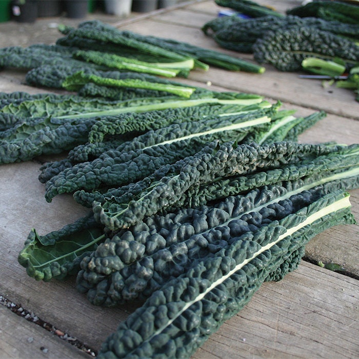 Heirloom Organic Black Magic Lacinato Kale Seeds