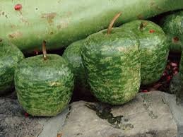 RARE Heirloom Organic Apple Gourd Seeds