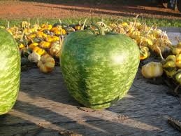RARE Heirloom Organic Apple Gourd Seeds