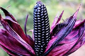 Close-up of a corn cob with dark purple leaves
