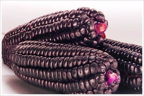 Black corn cobs with pink kernels on a white background