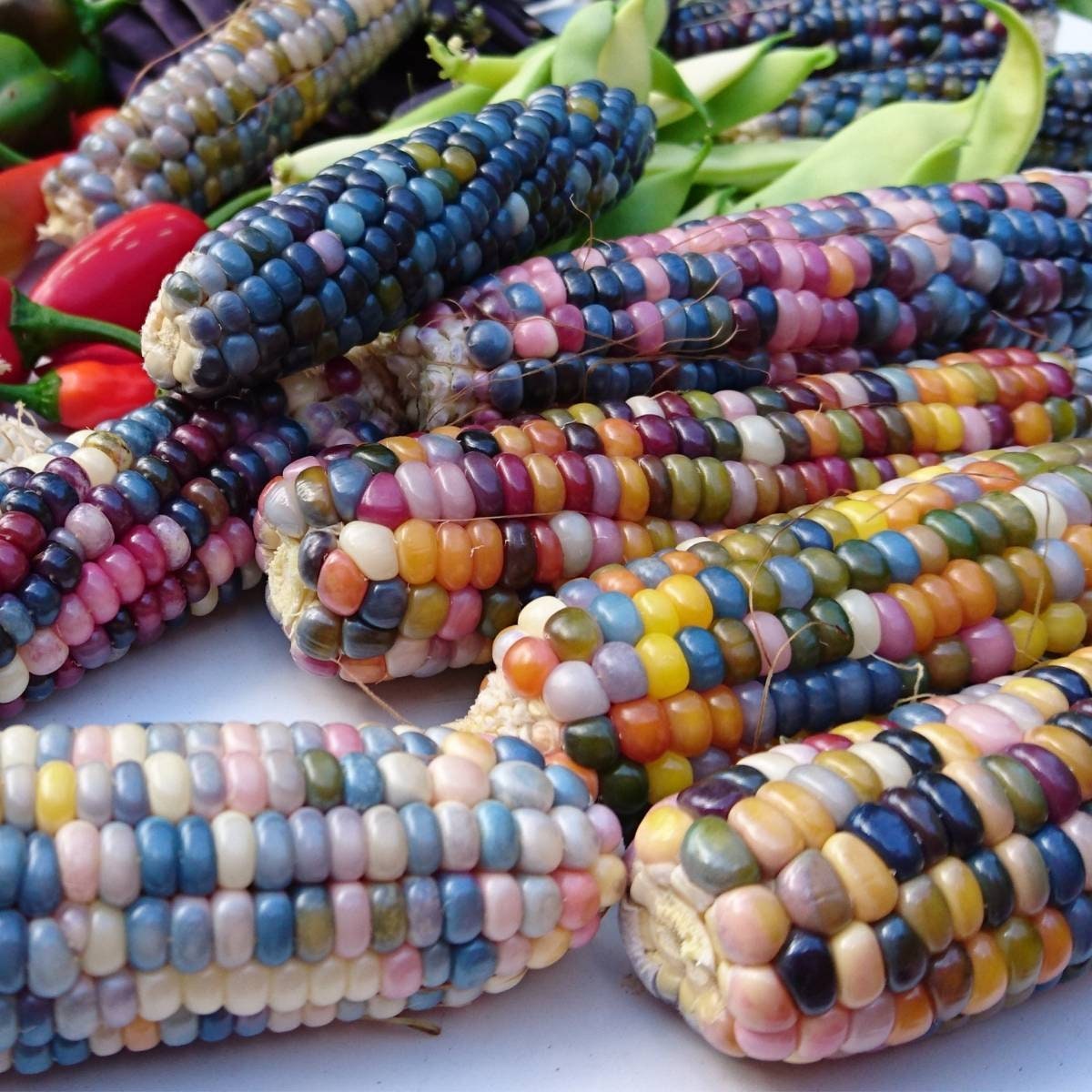 Heirloom Organic Indian Corn Seeds (Aka Glass Gem Corn)