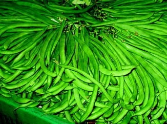 Heirloom Organic Dwarf Gray Sugar Garden Peas Seeds