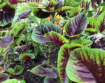 Close-up of leafy green Amaranth plants with purple edges in a garden setting