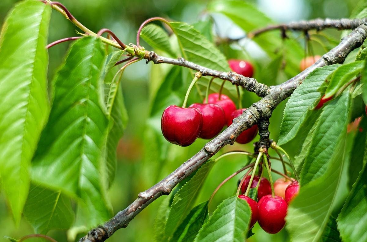 Organic Bing Cherry Tree Seeds aka Prunus avium Bing, !Seeds for the beautiful Fruit tree with the amazing and beautiful cherry blossoms!