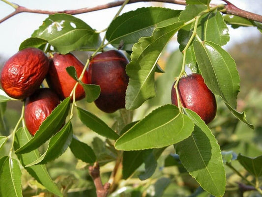 Jujube - 10 Seeds - Ziziphus Jujuba Fruit Tree