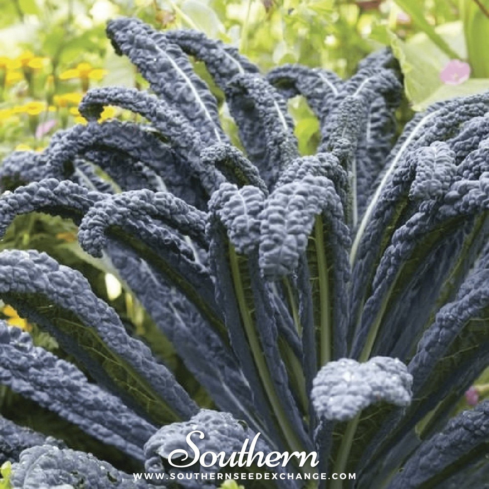 Close-up of dark green curly kale leaves with 'Southern' branding.