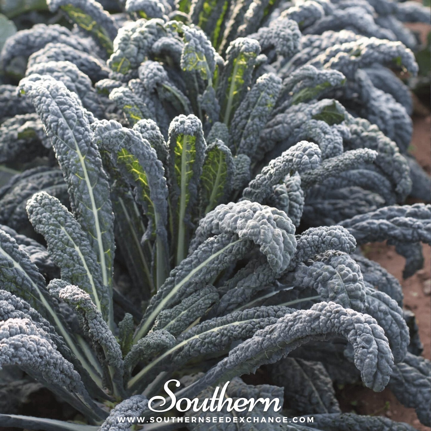 Kale plants with 'Southern' branding and website.