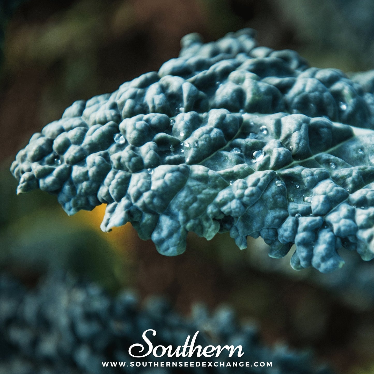 Close-up of textured blue-green kale leaves with 'Southern' branding.