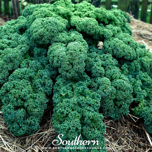 Close-up of green kale plants with 'Southern' branding in the corner.