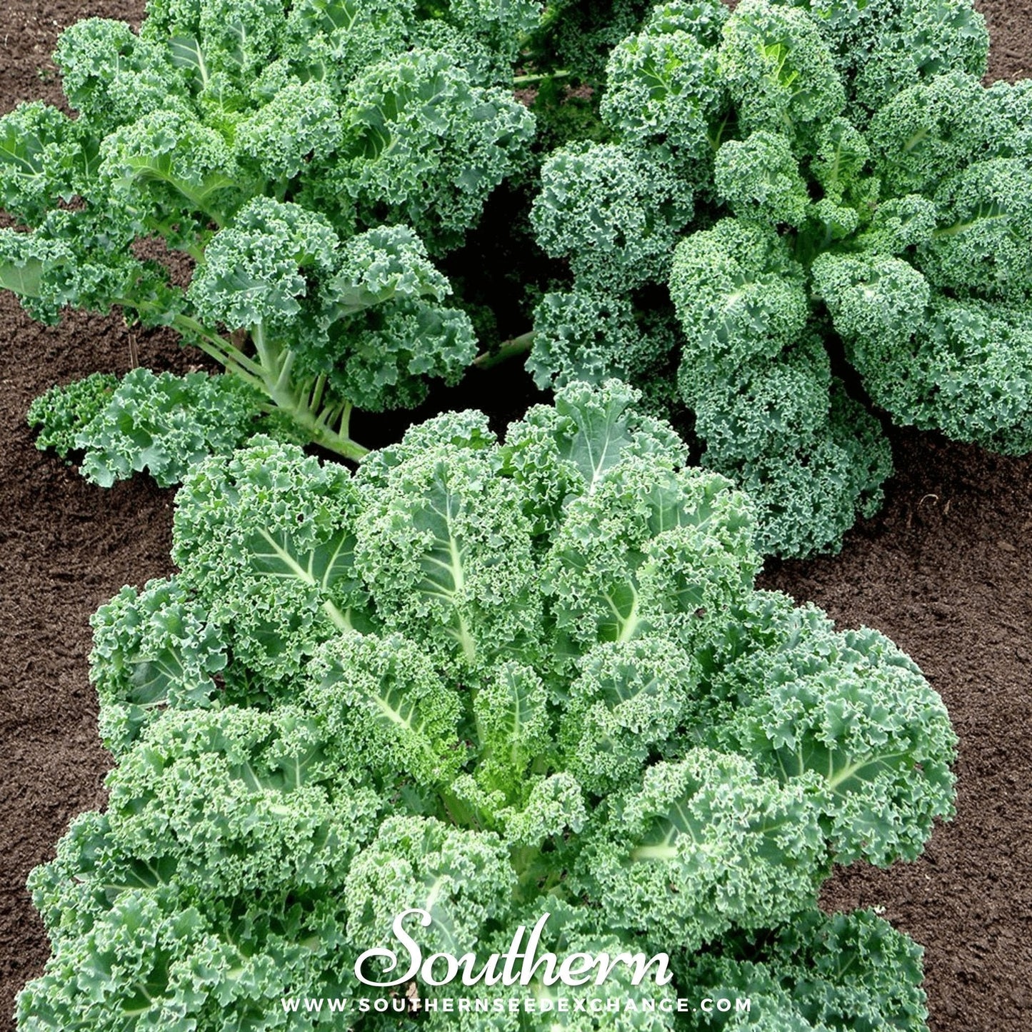 Close-up of curly kale plants growing in soil with 'Southern' branding.