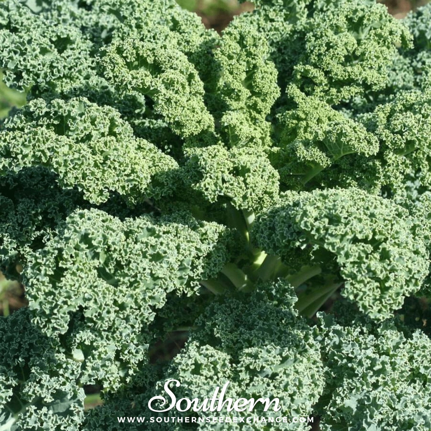 Close-up of green kale leaves with 'Southern' branding.