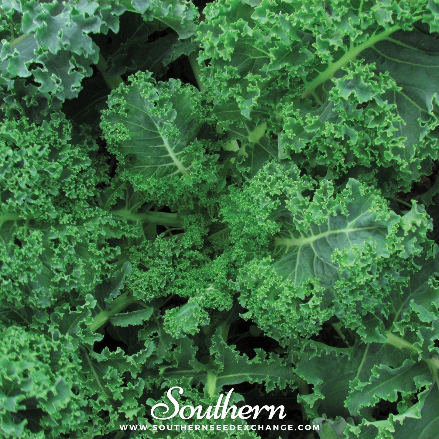 Vates Blue Scotch Curled Kale – 250 Seeds