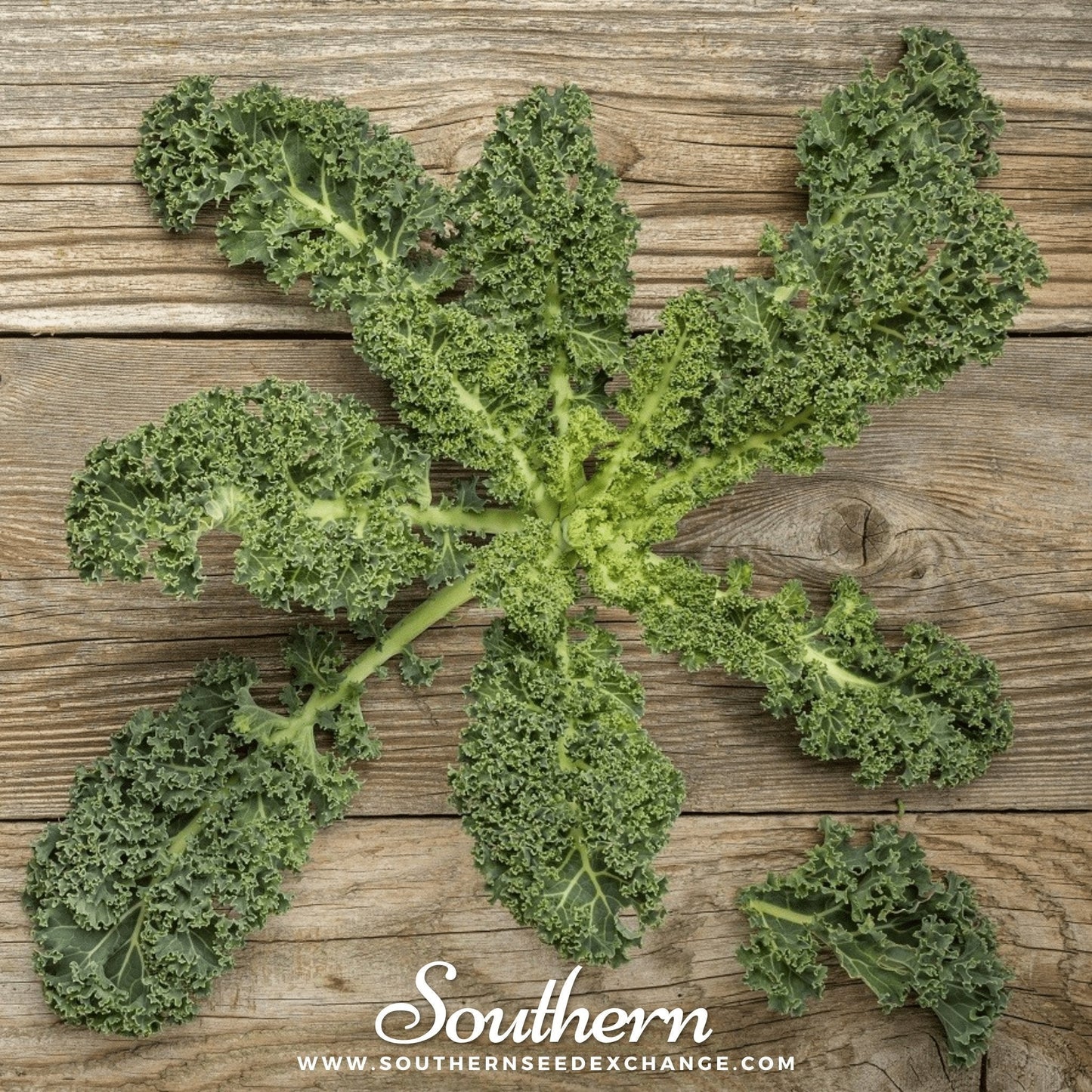 Vates Blue Scotch Curled Kale – 250 Seeds