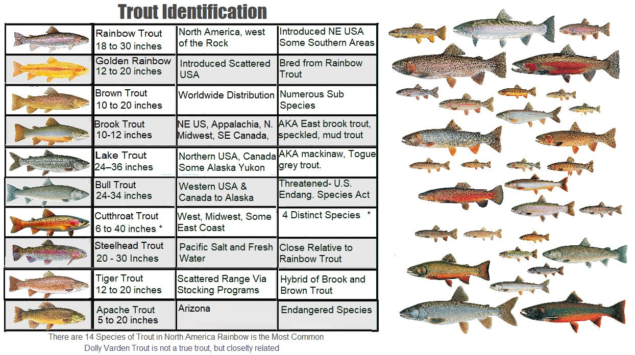 Common Trout of North America