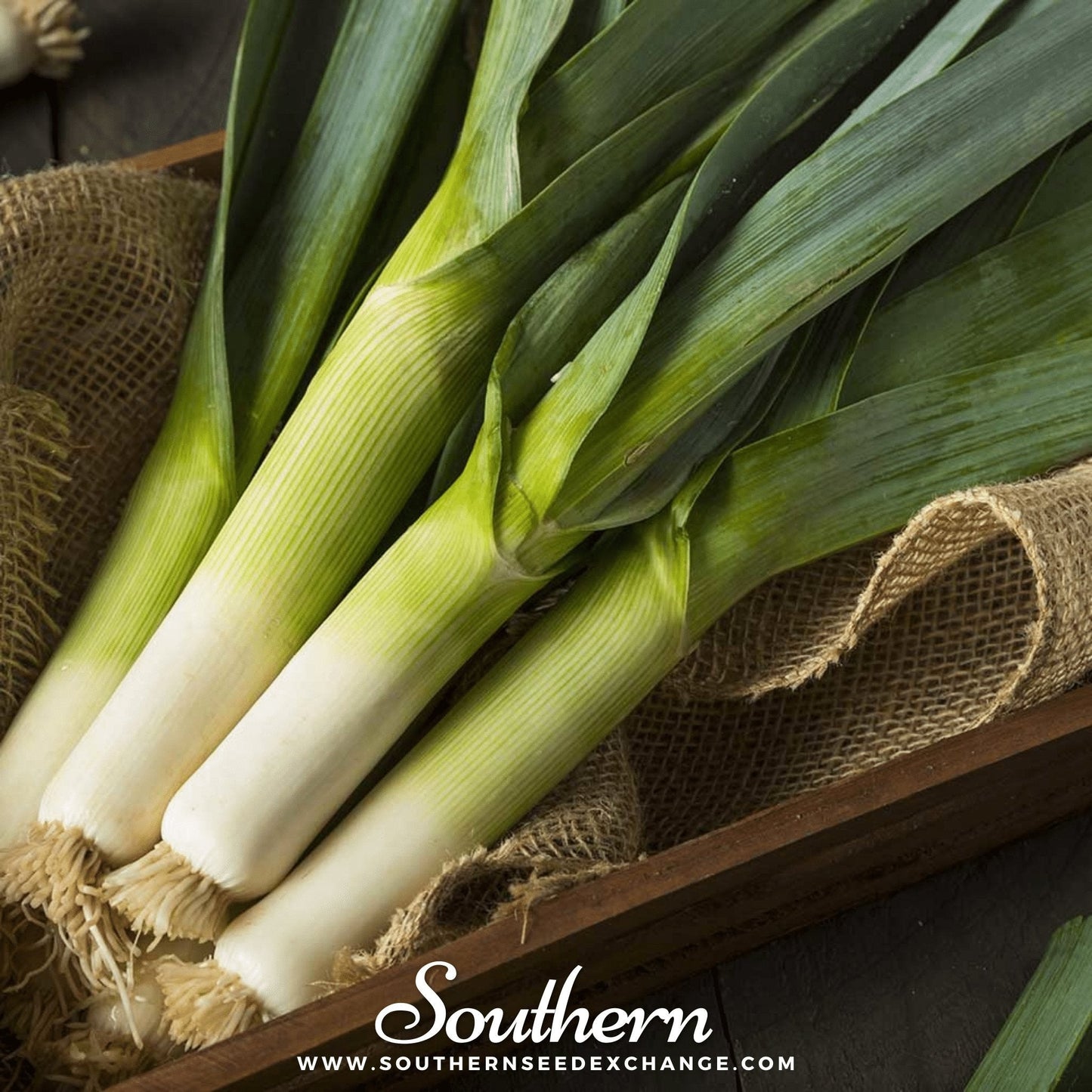 Giant Musselburgh Leek – 200 Seeds