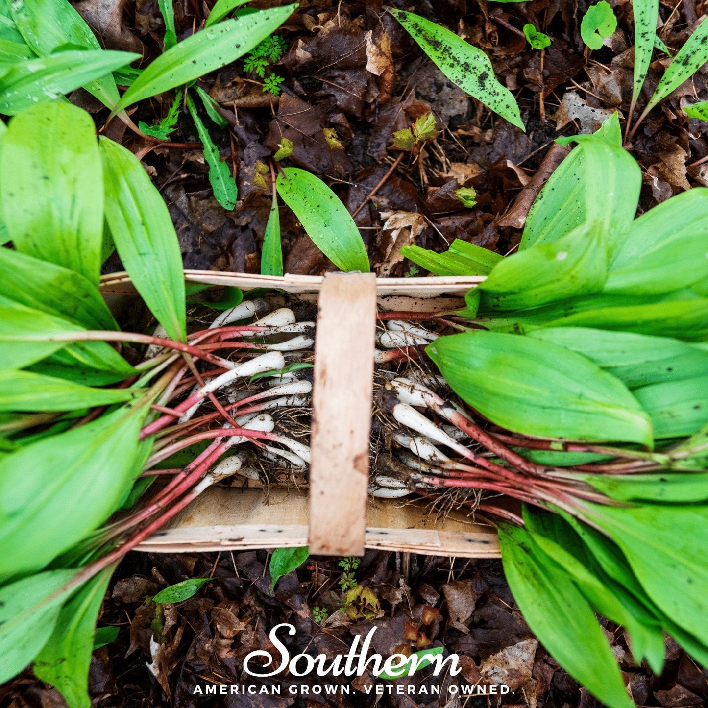 Bundles of wild leeks with a wooden crate on a natural background, featuring the brand 'Southern'.