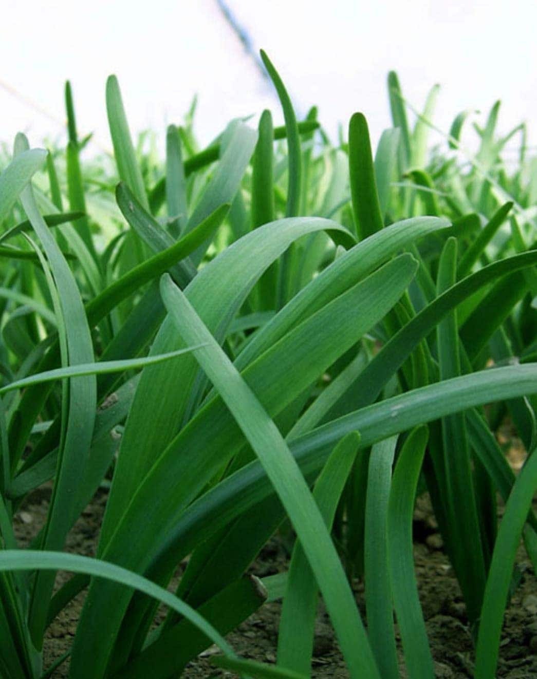 Close-up of green onion plants growing in a garden