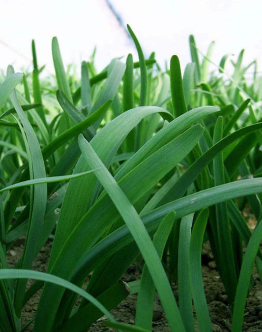 Close-up of green onion plants growing in a garden