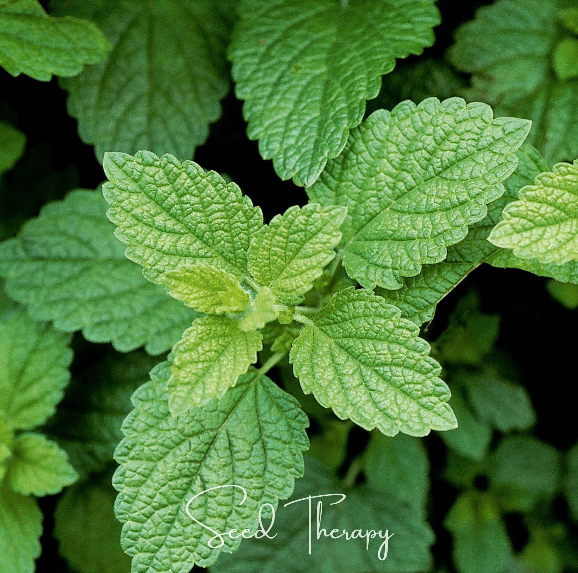 Close-up of green lemon balm leaves with 'Seed Therapy' branding.