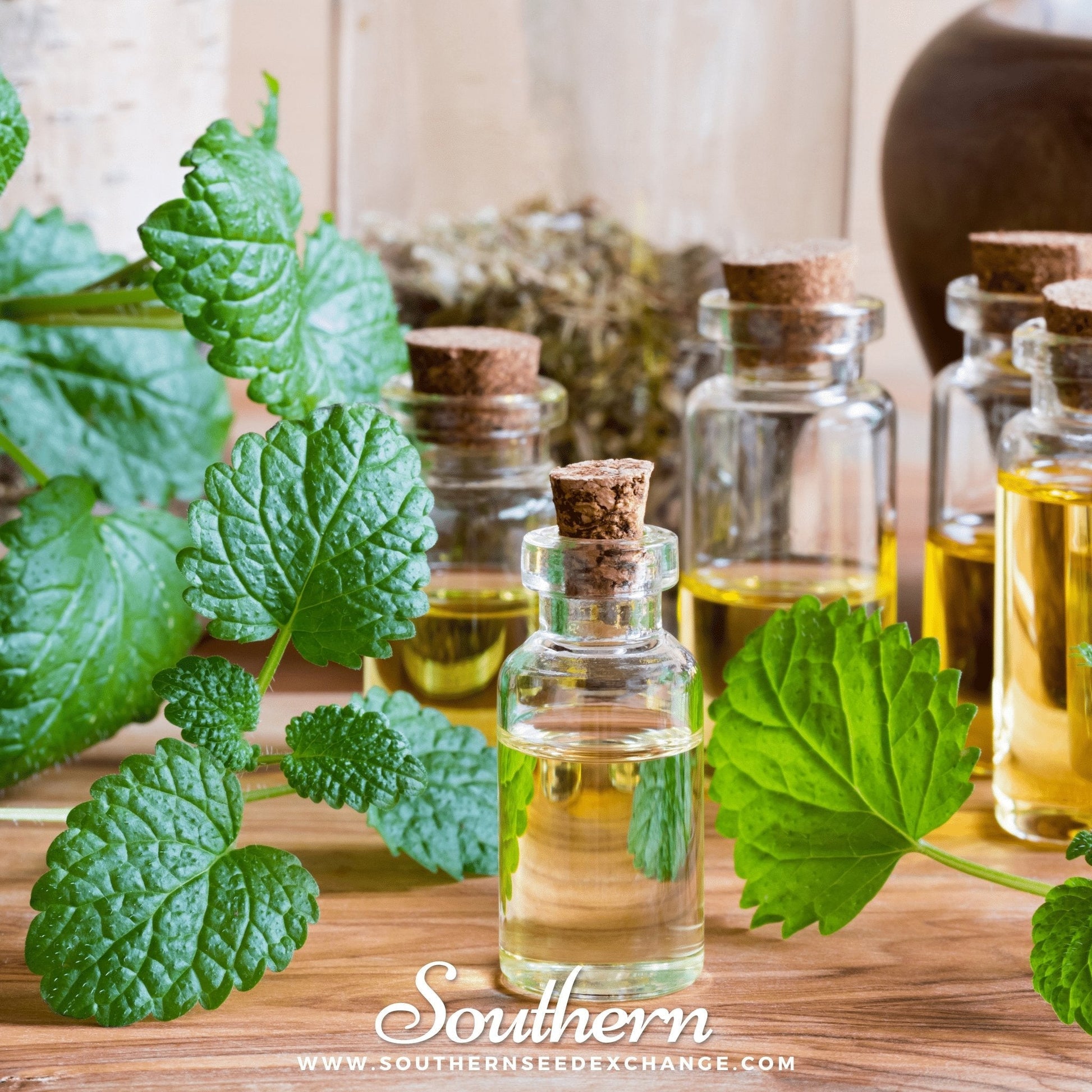 Glass bottles with cork stoppers containing a clear liquid, surrounded by green leaves on a wooden surface.