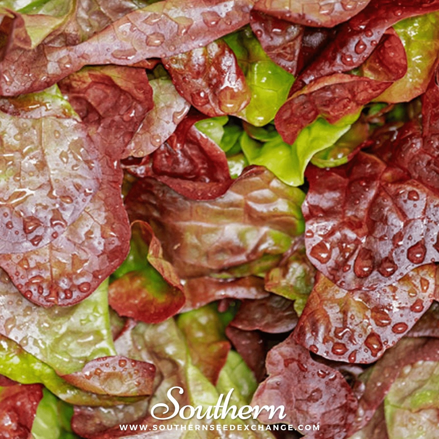 Cimmaron Romaine Lettuce – 200 Seeds