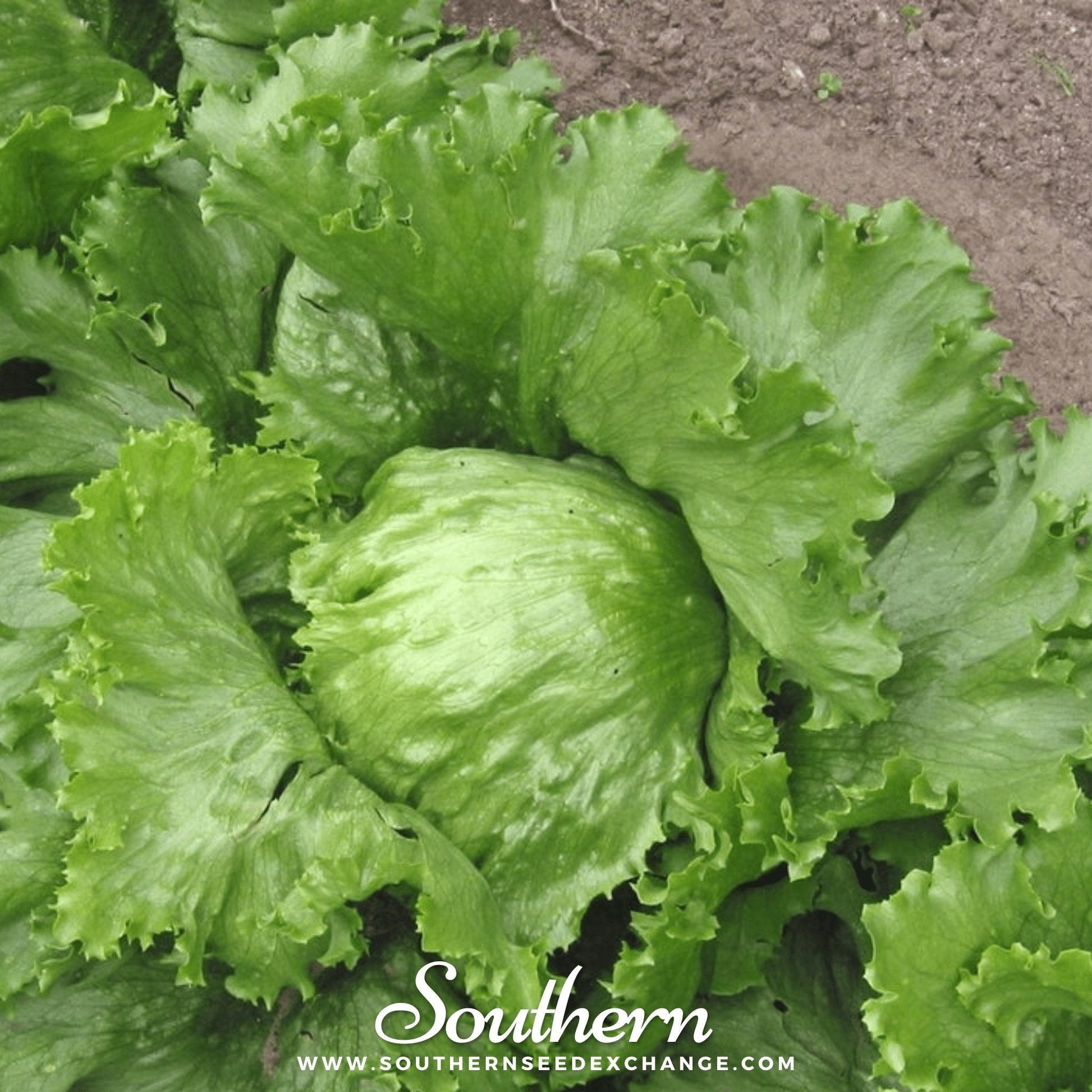 Close-up of green leafy lettuce with 'Southern' branding and website.