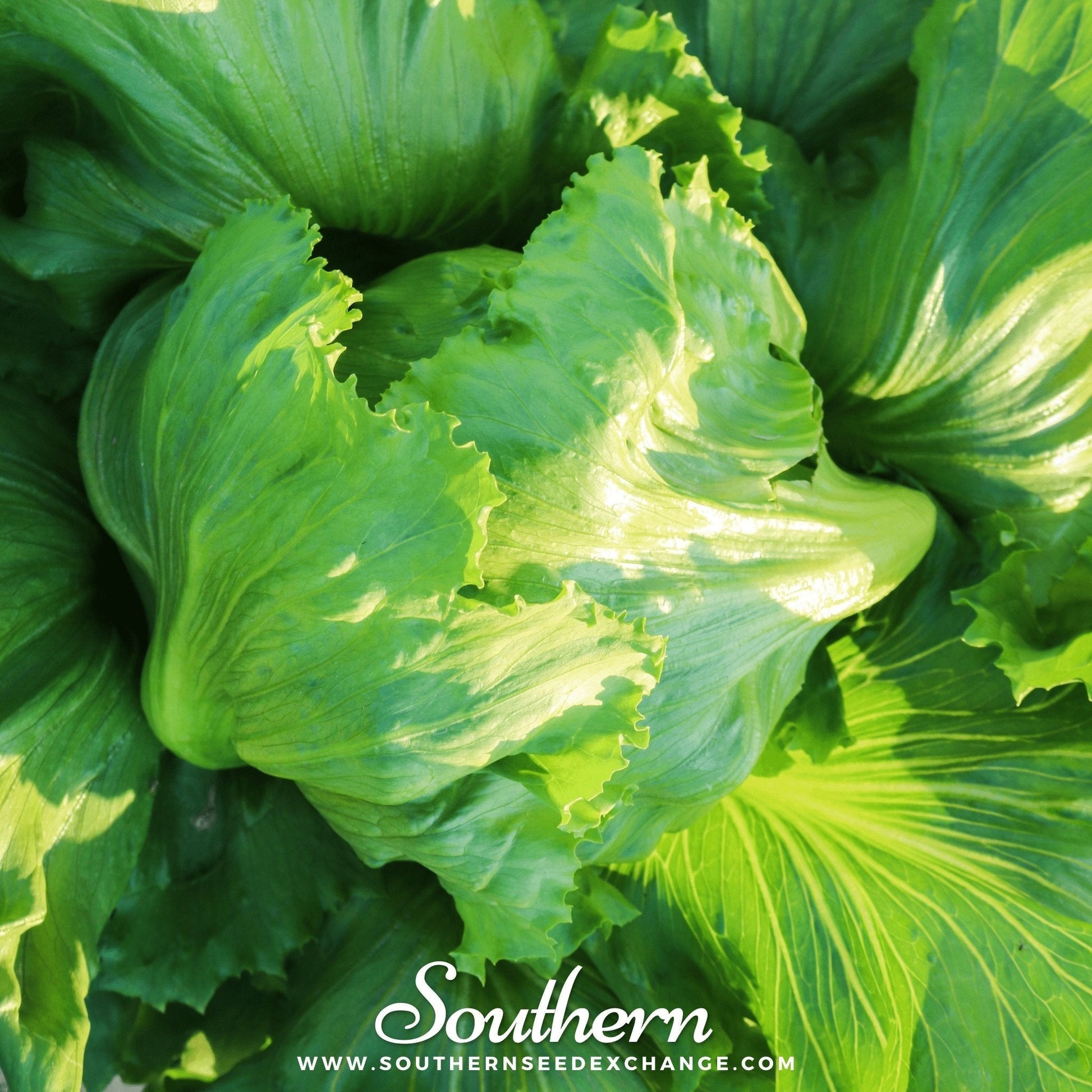 Close-up of green lettuce leaves with 'Southern' branding.