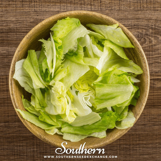 Iceberg Lettuce – 500 Seeds